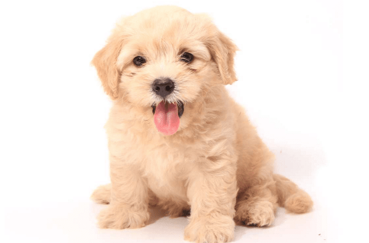 小狗这个可以喝牛奶吗 慌忙来所了解(图3)