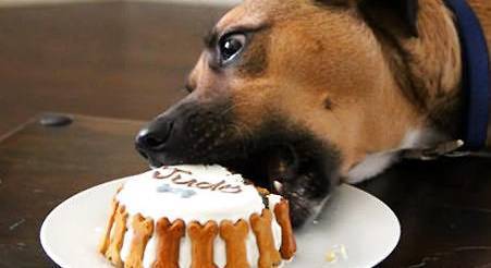 狗也可以吃巧克力吗 一定不能记好事实上(图3)