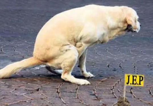 催狗狗大便的方法有都有那些？不如我来看一下吧(图1)