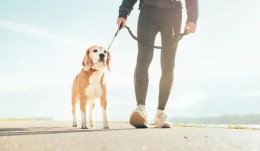 催狗狗大便的方法有都有那些？不如我来看一下吧(图2)