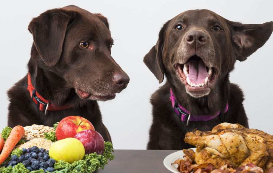 狗这个可以吃巧克力吗 千万不能你只要记住这一点(图1)