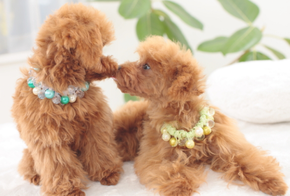 狗狗为什么会直接出现闹狗的情况呢？(图1)