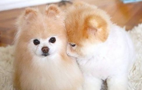 狗狗为什么会直接出现闹狗的情况呢？(图2)