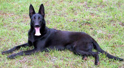 昆明犬咋训练 不小心得共能分享(图2)