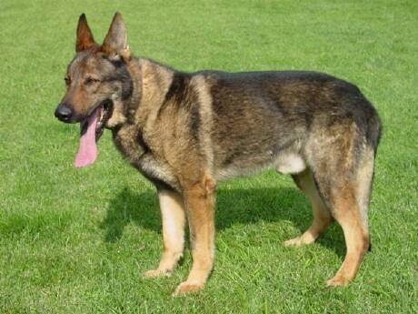 昆明犬咋训练 不小心得共能分享(图3)