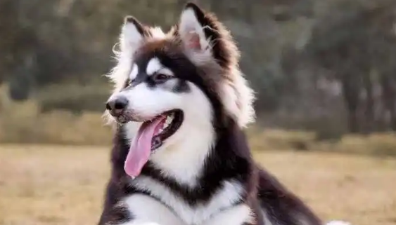 要想选择性格温驯的狗狗 这五个关键环节要先看下！(图1)