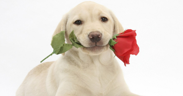 要想选择性格温驯的狗狗 这五个关键环节要先看下！(图2)