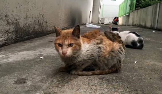那只被人烫伤的流浪猫 再次遇见人类后 始终你选信任(图1)
