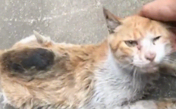 那只被人烫伤的流浪猫 再次遇见人类后 始终你选信任(图2)