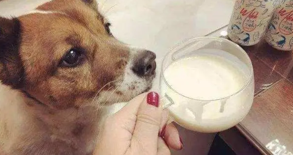 小狗能一直在喝小狗奶粉吗？(图1)