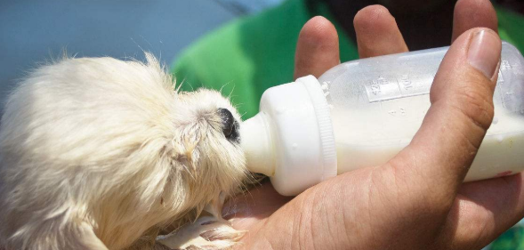 小狗能一直在喝小狗奶粉吗？(图2)