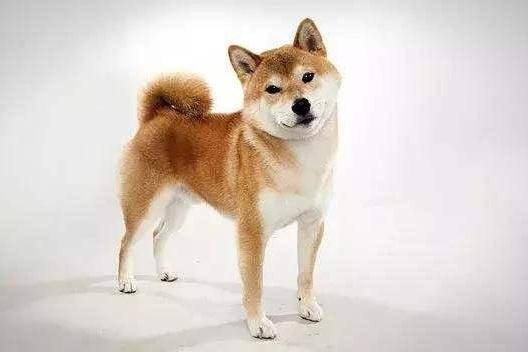 上班族养什么东西狗都很好？强烈地推荐推荐以上几种(图2)