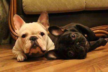 上班族养什么东西狗都很好？强烈地推荐推荐以上几种(图1)