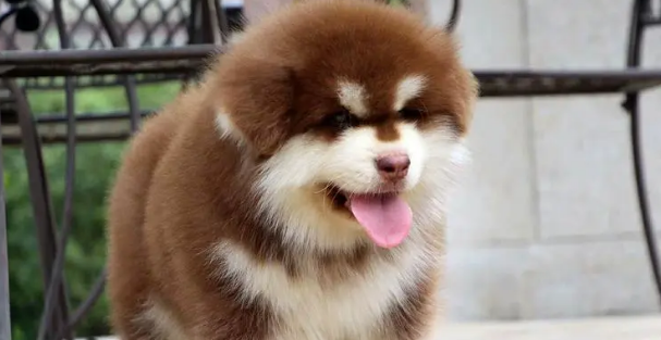 这五个种类的狗狗信任的最贪嘴！给零食随便选撸(图1)