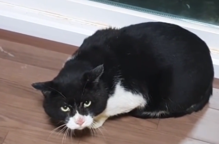 流浪猫半夜闯入屋 不求被收留最好不要食物 它不知道想干嘛啊？(图1)