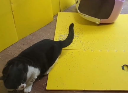 流浪猫半夜闯入屋 不求被收留最好不要食物 它不知道想干嘛啊？(图2)