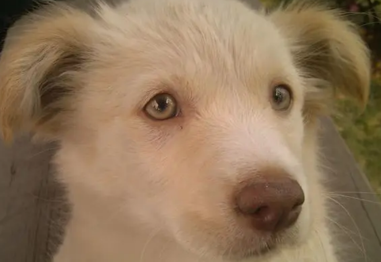 狗狗眼泪的毛怎么清洗干净后？(图1)