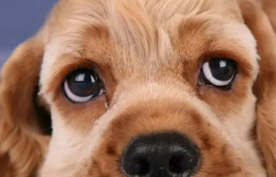 狗狗眼泪的毛怎么清洗干净后？(图2)