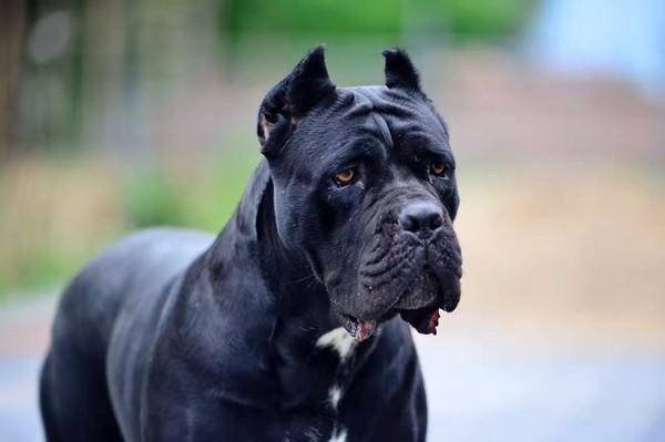 纯种拉布拉多卡斯罗犬特征 这几个中最不显著(图1)