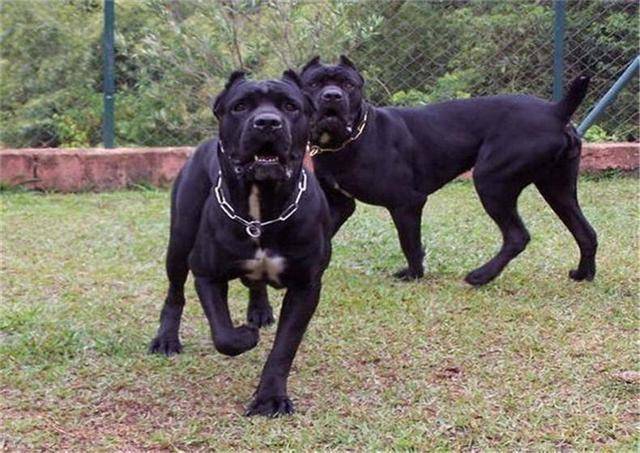 纯种拉布拉多卡斯罗犬特征 这几个中最不显著(图3)