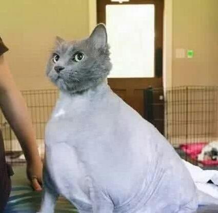 小姐姐养的猫咪越来越胖 剃完毛后怎摸跟想象中的都不一样啊(图4)