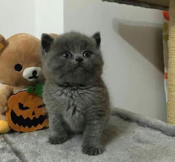 小姐姐养的猫咪越来越胖 剃完毛后怎摸跟想象中的都不一样啊(图1)