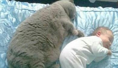 小姐姐养的猫咪越来越胖 剃完毛后怎摸跟想象中的都不一样啊(图3)