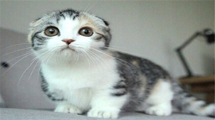 猫藓好治吗(图1)