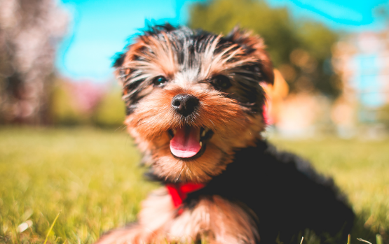 有创意的狗狗名字 好听的狗狗名字大全(图1)