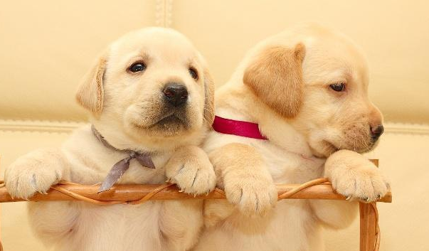 有创意的狗狗名字 好听的狗狗名字大全(图2)