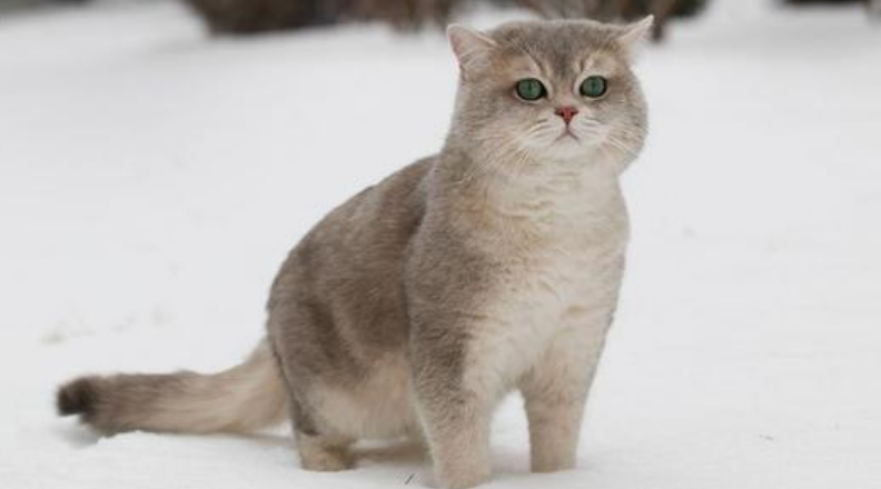 太原一男子当街虐猫：开水浇刚怀孕母猫腹中4只小猫死亡后(图1)