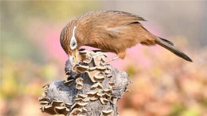 画眉鸟被压有什么好表现(图1)