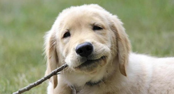 狗狗玩具玩错了 潜在危害有哪些？(图1)