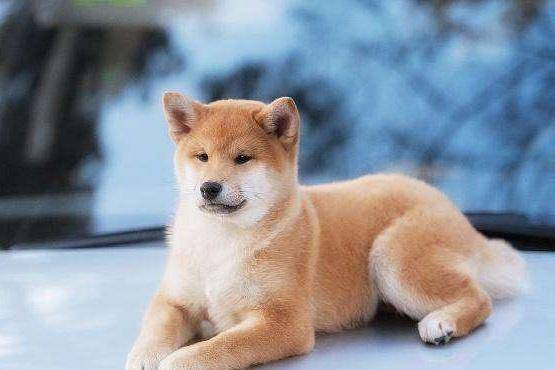 柴犬幼犬我看纯不纯？有几个特征要注意一点(图2)