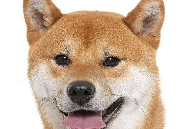 柴犬幼犬我看纯不纯？有几个特征要注意一点(图3)