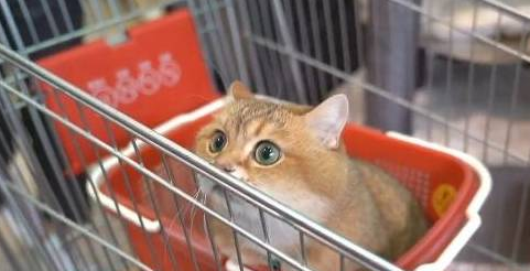 主人带橘猫逛超市 到最后它居然还睡着了(图1)