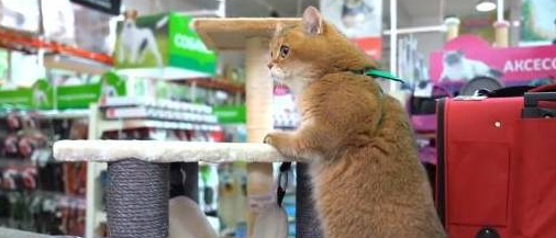 主人带橘猫逛超市 到最后它居然还睡着了(图2)