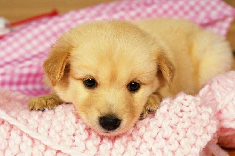 金毛几个月算成犬？算正常情况那是18个月左右吧(图1)