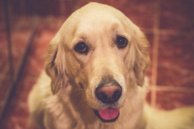 金毛几个月算成犬？算正常情况那是18个月左右吧(图2)