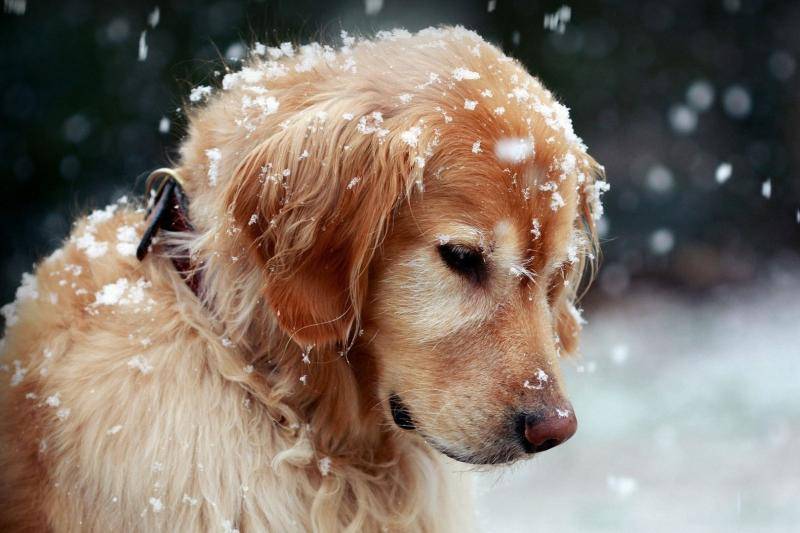 金毛几个月算成犬？算正常情况那是18个月左右吧(图3)