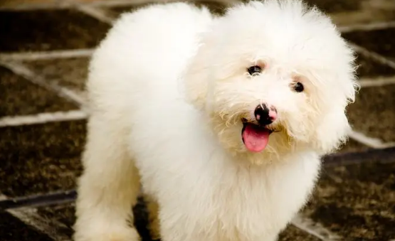 狗狗产后护理注意事项应该有都有什么？(图2)