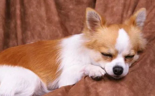 狗狗产后护理注意事项应该有都有什么？(图1)