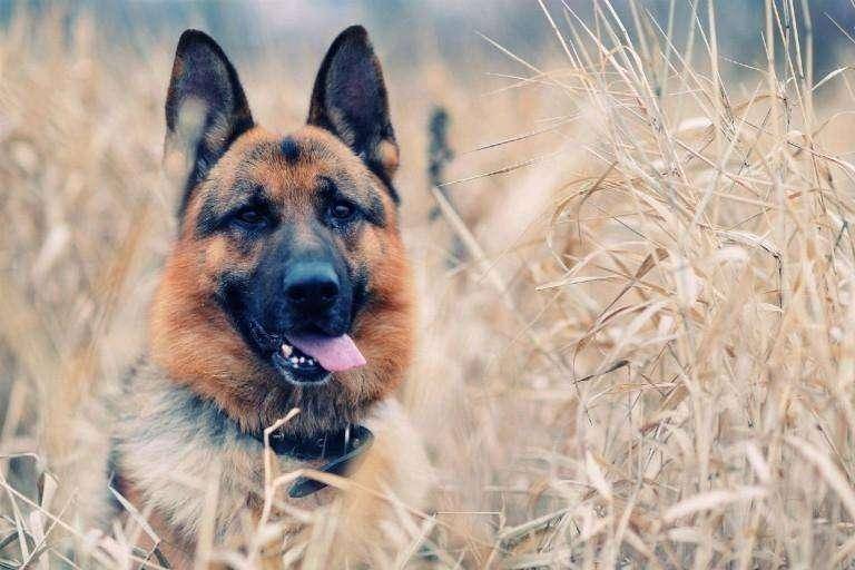 边境牧羊犬两天吃的量？根据阶段大致是这样的(图1)