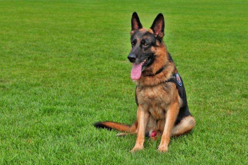 边境牧羊犬两天吃的量？根据阶段大致是这样的(图3)