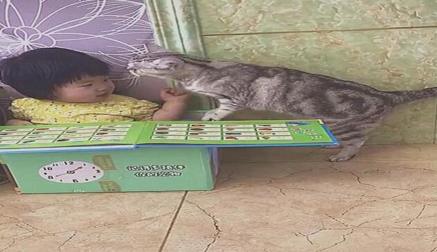 小主人和猫咪一起玩儿时 注意到金毛不大高兴忙不迭地连忙上前紧紧的拥抱 画面好有爱啊(图1)