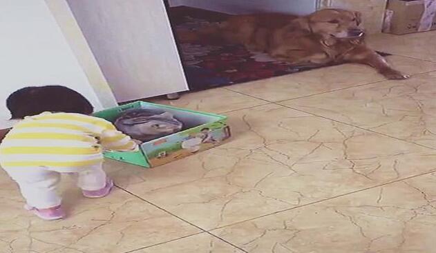小主人和猫咪一起玩儿时 注意到金毛不大高兴忙不迭地连忙上前紧紧的拥抱 画面好有爱啊(图2)