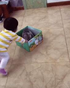 小主人和猫咪一起玩儿时 注意到金毛不大高兴忙不迭地连忙上前紧紧的拥抱 画面好有爱啊(图5)