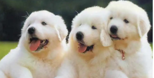 买狗时的注意事项？买狗注意事项？(图1)