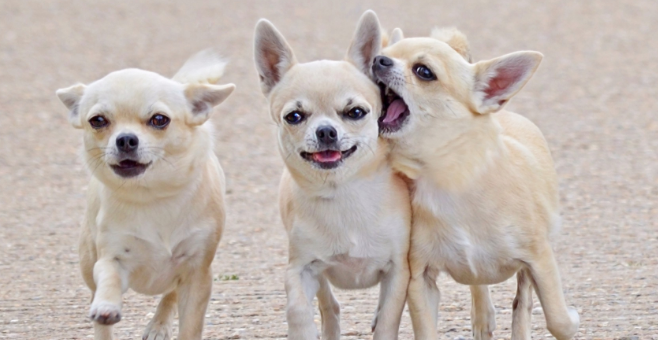 买狗时的注意事项？买狗注意事项？(图2)