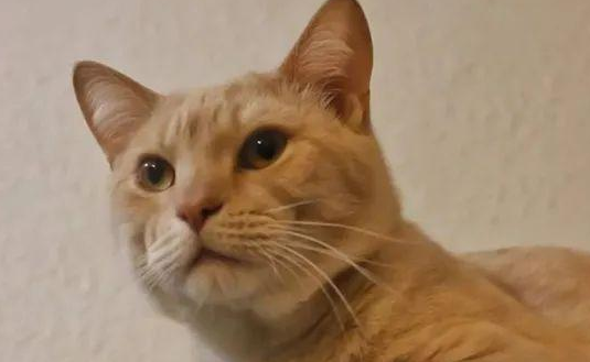 猫是“独行侠”所以才不担心寂寞？70%的猫肯定会患上分离的过程焦虑症！(图1)